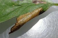 Phyllonorycter oxyacanthae