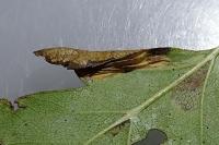 Phyllonorycter oxyacanthae