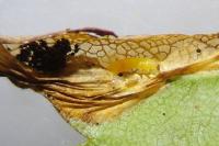 Phyllonorycter oxyacanthae