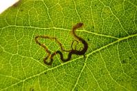 Stigmella basiguttella