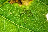 Stigmella basiguttella