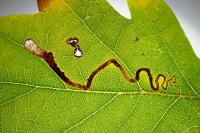 Stigmella basiguttella