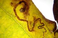 Stigmella basiguttella
