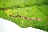 Stigmella samiatella