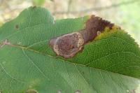 Leucoptera malifoliella