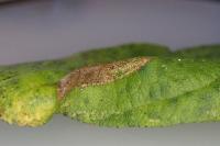 Phyllonorycter mespilella