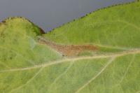 Phyllonorycter mespilella