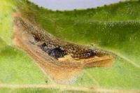 Phyllonorycter mespilella