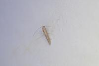 Bedellia somnulentella