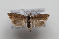 Bactra lancealana