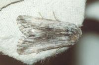Calophasia platyptera