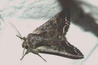 Lacanobia suasa