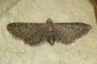 Eupithecia ultimaria