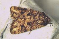 Anarta pugnax