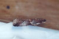 Acrobasis suavella