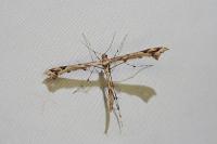 Amblyptilia acanthadactyla