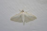 Palpita vitrealis