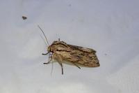 Asteroscopus sphinx