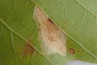 Phyllonorycter platani