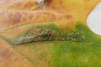 Phyllonorycter platani