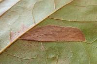 Phyllonorycter platani