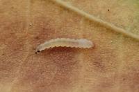 Phyllonorycter platani