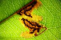 Stigmella incognitella