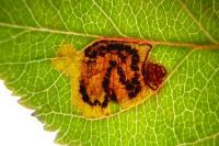 Stigmella incognitella