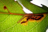 Stigmella incognitella