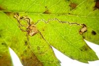 Stigmella hybnerella