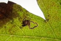 Stigmella hybnerella