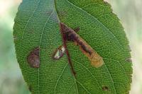 Stigmella incognitella