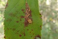 Stigmella incognitella