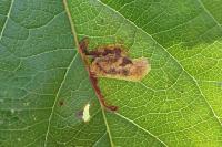 Stigmella incognitella