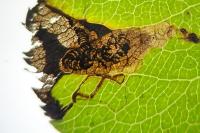 Stigmella pyri