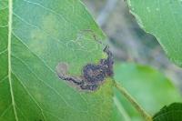 Stigmella pyri