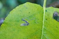Stigmella pyri