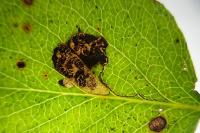 Stigmella pyri