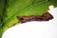 Stigmella hybnerella