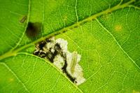 Ectoedemia