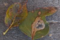 Gracillaria syringella