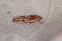 Eucosma cana