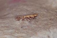 Aristotelia decoratella