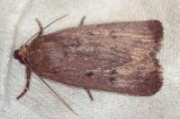 Amphipyra tragopoginis