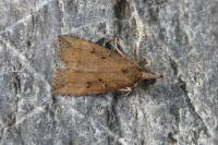 Hypena rostralis