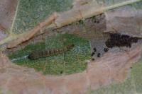 Phyllonorycter nicellii