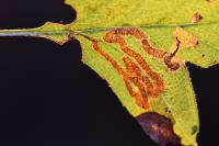 Stigmella oxyacanthella