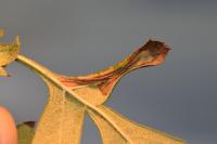 Phyllonorycter oxyacanthae