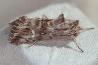 Calophasia lunula