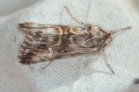 Calophasia lunula